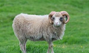 生肖属羊今年多大了 十二生肖属羊的今年多大