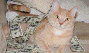 家里养猫对财运好不好?