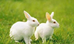 兔子与兔子属相相克吗婚姻 兔和什么属相合