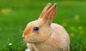 什么属相喜欢兔女孩儿的性格 哪个生肖喜欢属兔女
