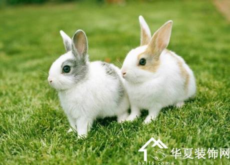 属兔的今年多大 属兔人2023年每月运势