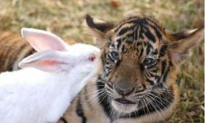 属虎和属兔的人性格和爱情 属虎的和属兔的性格合不合