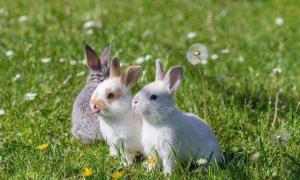 2023年属兔爱情月运势 2023年属兔人的运势