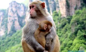 属猴人一生的爱情婚姻运势 属猴一生婚姻如何?