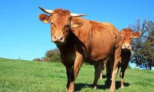 属牛的人2023年的运势 属牛人2023年运势运程每月运程属牛人