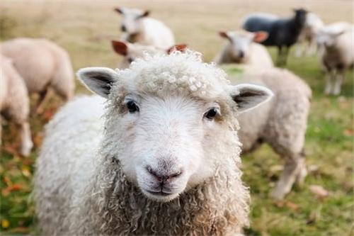 2023年属羊人的全年运势生肖羊2023年每月运势大全