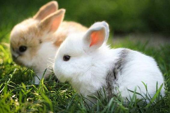 总之,生肖属兔的人在2023年下半年的爱情运势可谓是一帆风顺,两个人能