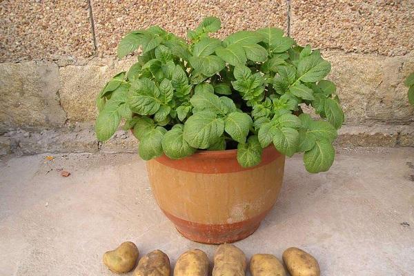 种土豆长多高掐尖 什么时候掐尖好