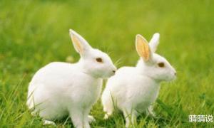 兔属相的孩子性格特点怎么样 属兔的孩子聪明吗