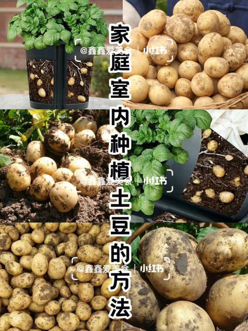 08家庭室内种植土豆的方法疫情宅家种菜