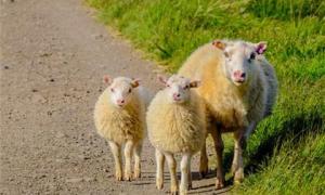 属羊和属牛的在一起财运如何 属羊人离不开的两个贵人是谁