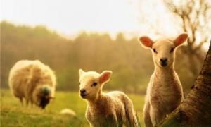 属羊女18年每月爱情运势 2023属羊人全年运势女