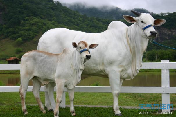 属牛的和什么属相最配生肖牛和什么生肖最配最合适