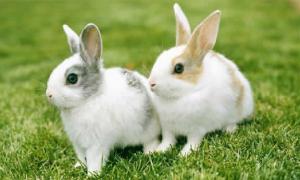 2023年属兔人的全年运势 2023年兔子的运势