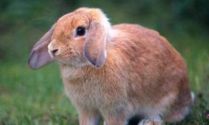 属兔人2o2o年每月运势 二o二一年属兔的运势