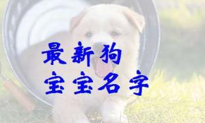 2023年属狗的男孩起名 2023年属狗的男孩起名杨佳霖这个名字怎么样