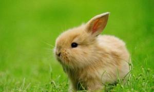 属兔的2023年4月运势 2023年属兔年龄