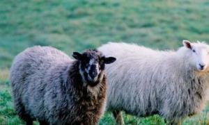 1979年女属羊一生运势 1979年女属羊一生运势农立十月生2023