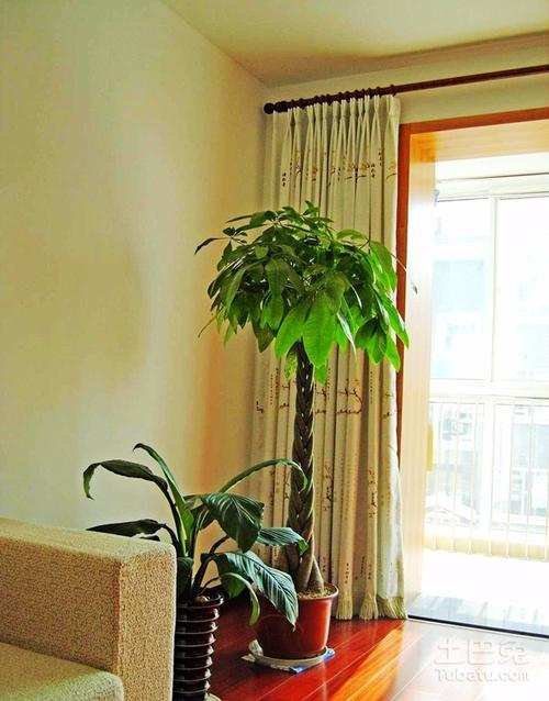 客厅摆放什么植物好,风水好的植物